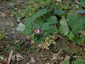 Roundleaf geranium(Geranium rotundifolium)