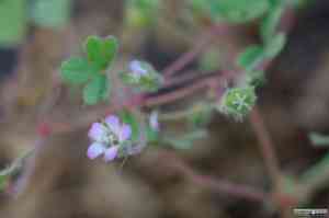 Roundleaf geranium(Geranium rotundifolium)