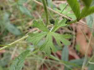 Solanders geranium(Geranium solanderi)