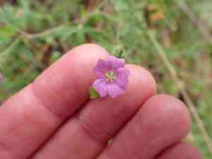 Solanders geranium(Geranium solanderi)