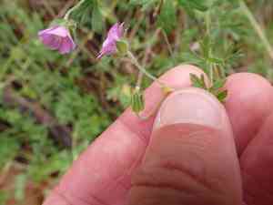 Solanders geranium(Geranium solanderi)