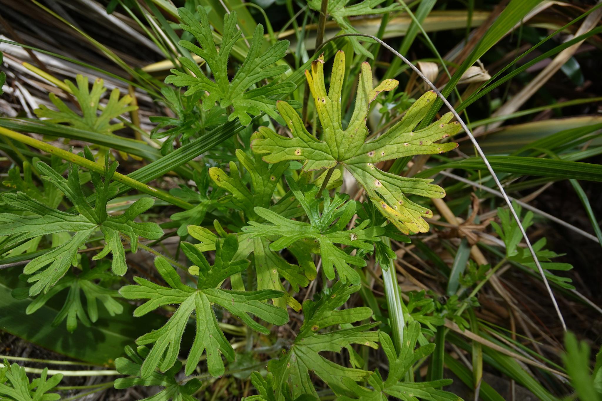 Solanders geranium (Geranium solanderi) Care Guide: Pests, Diseases ...
