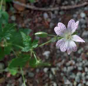 Pencilled crane's-bill(Geranium versicolor)