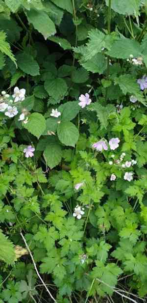 Pencilled crane's-bill(Geranium versicolor)