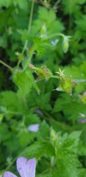 Pencilled crane's-bill(Geranium versicolor)