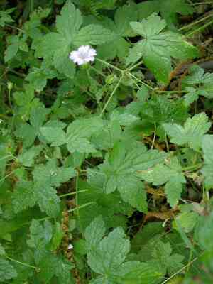 Pencilled crane's-bill(Geranium versicolor)