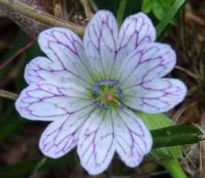 Pencilled crane's-bill(Geranium versicolor)