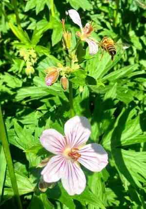 Sticky geranium(Geranium viscosissimum)