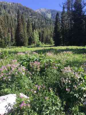 Sticky geranium(Geranium viscosissimum)