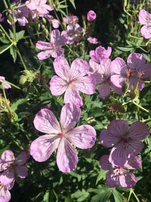 Sticky geranium(Geranium viscosissimum)