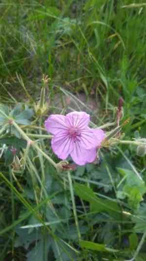 Sticky geranium(Geranium viscosissimum)