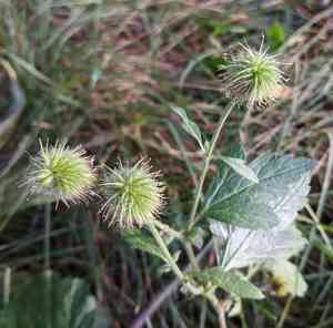 Yellow avens(Geum aleppicum)