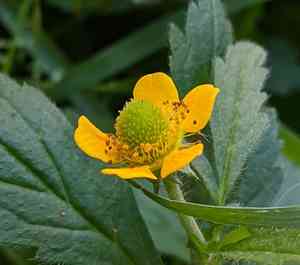 Yellow avens(Geum aleppicum)