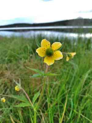 Yellow avens(Geum aleppicum)