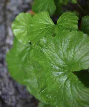 Calthaleaf avens(Geum calthifolium)