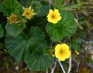 Calthaleaf avens(Geum calthifolium)