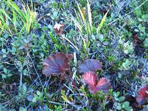 Calthaleaf avens(Geum calthifolium)
