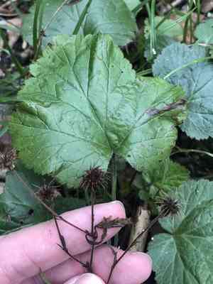 White avens(Geum canadense)
