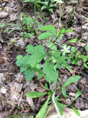 White avens(Geum canadense)