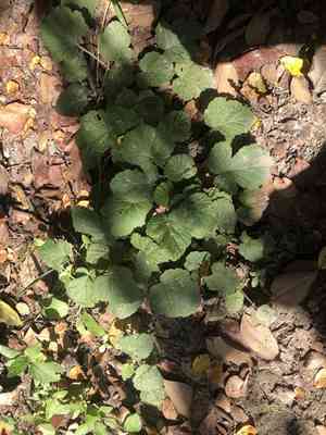 White avens(Geum canadense)