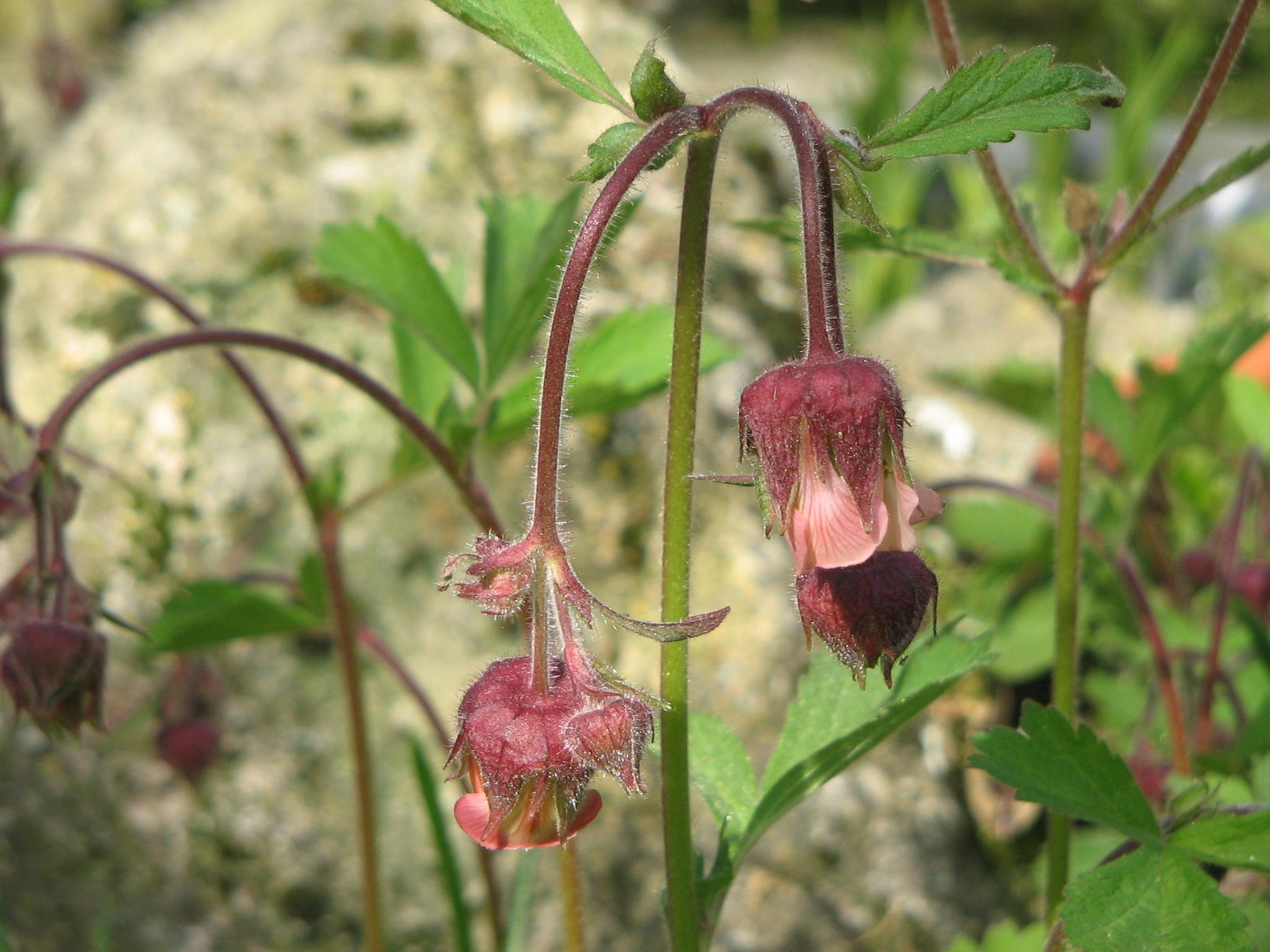Geum Rivala Water avens (Geum rivale) Care Guide: Pests, Diseases, Watering ...