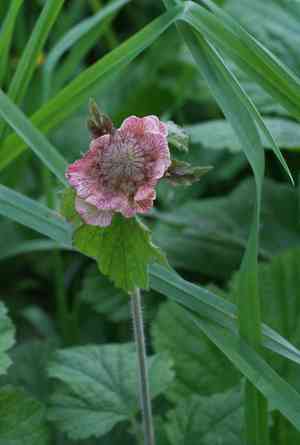 Water avens(Geum rivale)