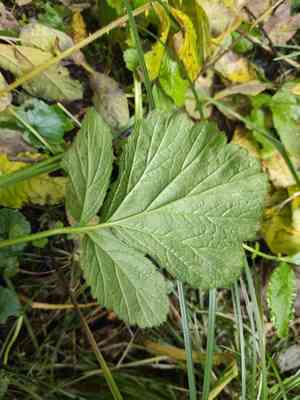 Water avens(Geum rivale)