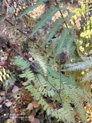 Water avens(Geum rivale)