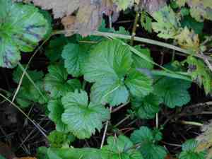 Water avens(Geum rivale)