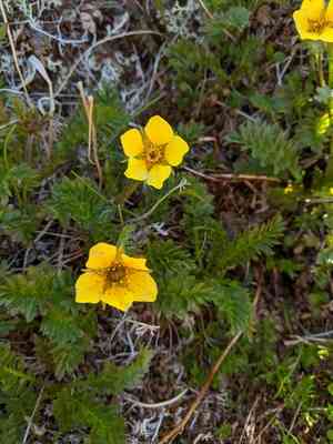 Ross' avens(Geum rossii)