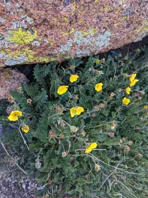 Ross' avens(Geum rossii)