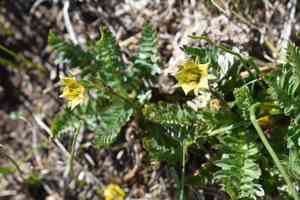 Ross' avens(Geum rossii)