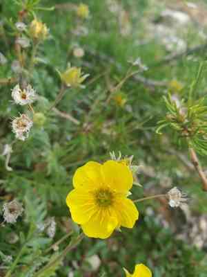 Ross' avens(Geum rossii)