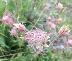 Prairie Smoke(Geum triflorum)
