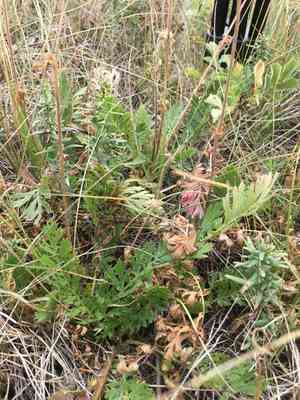 Prairie Smoke(Geum triflorum)