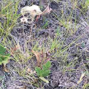 Prairie Smoke(Geum triflorum)