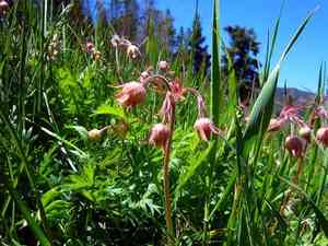 Prairie Smoke(Geum triflorum)