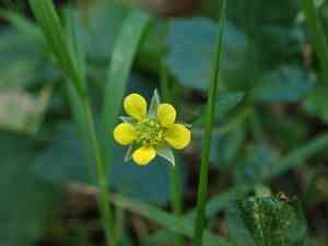 Wood avens(Geum urbanum)