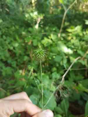 Wood avens(Geum urbanum)