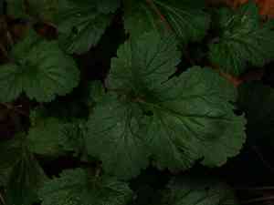 Wood avens(Geum urbanum)