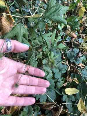 Wood avens(Geum urbanum)
