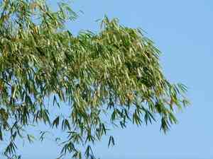 Giant stripy bamboo(Gigantochloa verticillata)