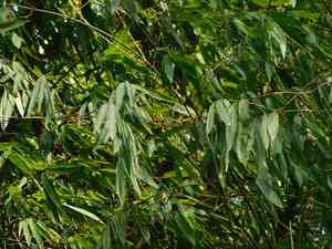 Giant stripy bamboo(Gigantochloa verticillata)