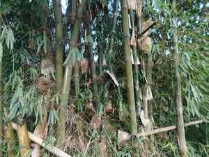 Giant stripy bamboo(Gigantochloa verticillata)