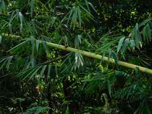 Giant stripy bamboo(Gigantochloa verticillata)