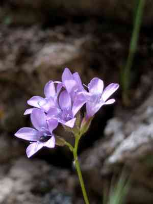 California gilia(Gilia achilleifolia)