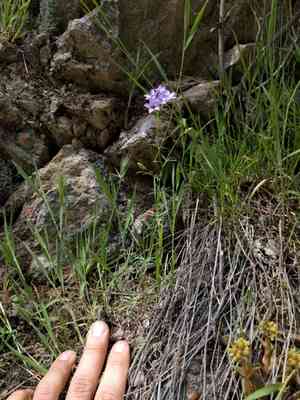 California gilia(Gilia achilleifolia)