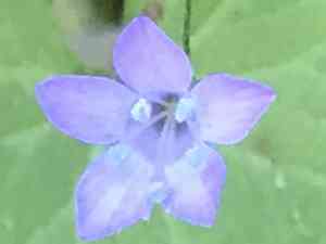 California gilia(Gilia achilleifolia)