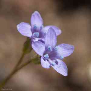 California gilia(Gilia achilleifolia)