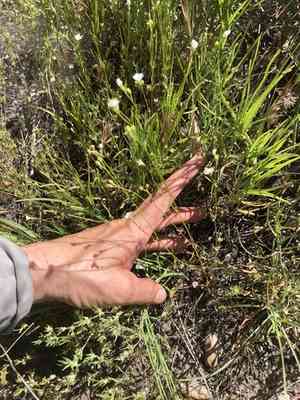 Chaparral gilia(Gilia angelensis)